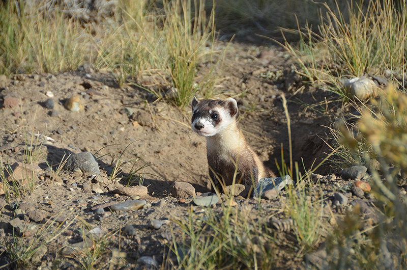One of 18 black-footed ferrets released Wednesday at the Pitchfork Ranch near Meeteetse checks out his new home before disappearing underground. Officials hope the species will fair better in the habitat after getting control of a recent sylvatic plague outbreak in their food supply.