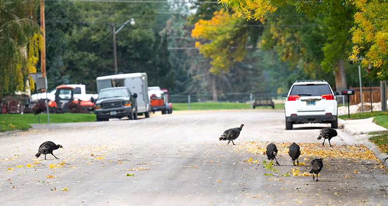 The city of Buffalo has received complaints about the number of turkeys in town. While Wyoming does not have any laws prohibiting the feeding of wildlife, Game and Fish experts urge residents not to feed wildlife for a variety of reasons, including the health of the animals.