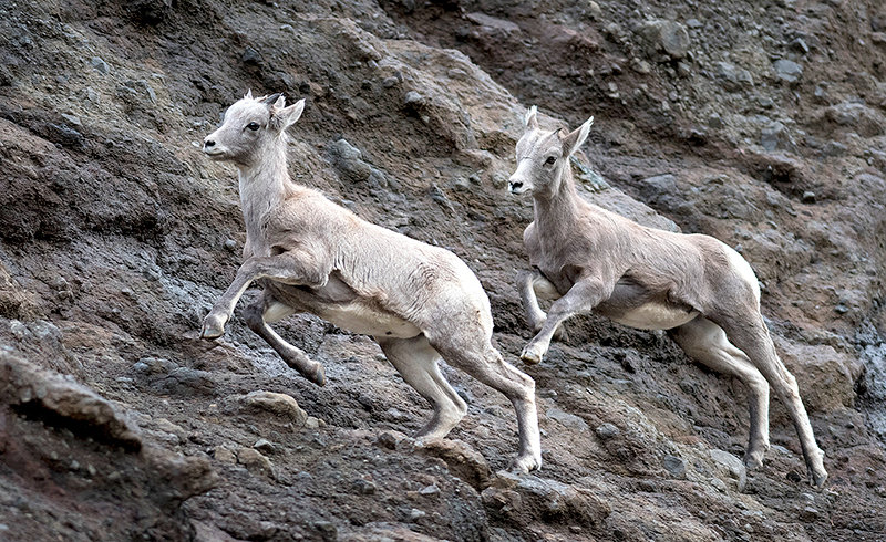 Bighorn sheep lambs move across the landscape as fall moves into the region. Ewes and lambs, which usually move in herds, are more susceptible to disease due to their social nature than rams. But the rams will soon join the herds during breeding season.