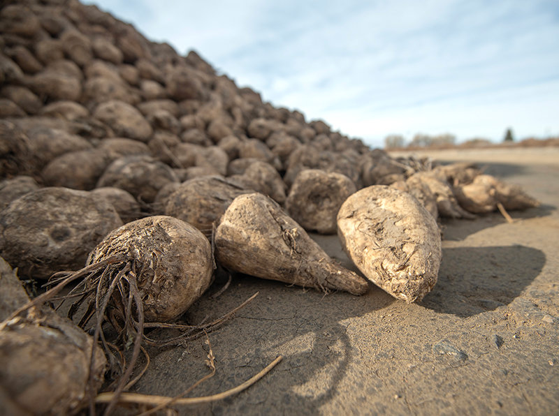 Mountains of sugar beets are stacking up as ideal weather has resulted in a good harvest for area beet growers.