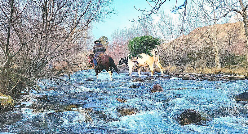 Jerry Hill, manager at Rock Creek Ranch near Clark, guides Leroy, the famous steer, across the creek with the family Christmas tree on its back. The 12-foot tree looks small compared to the 1,700-pound, 17.1-hand tall steer.