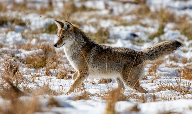 A coyote forages for an afternoon snack in October. The species is defined as a predator by the Wyoming Game and Fish Department. There are no license requirements or stamps required to hunt coyotes in the state. There are also no bag limits. The only restriction on take of coyotes is you cannot harvest a coyote from any public road.