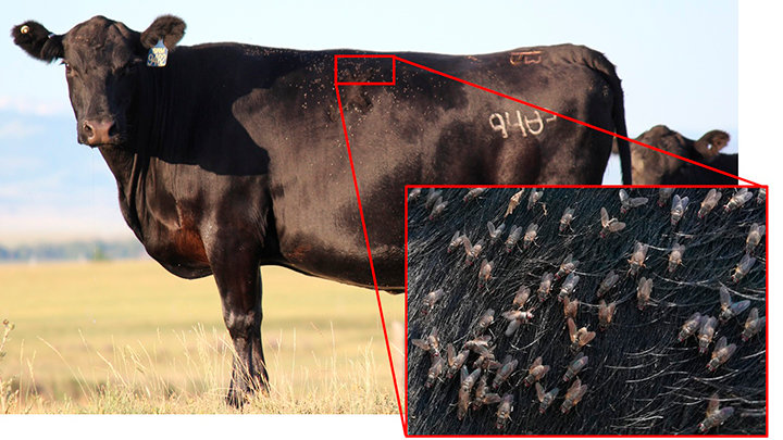 Counting the number of horn flies on a single cow can help estimate the extent of infestation in the entire herd.