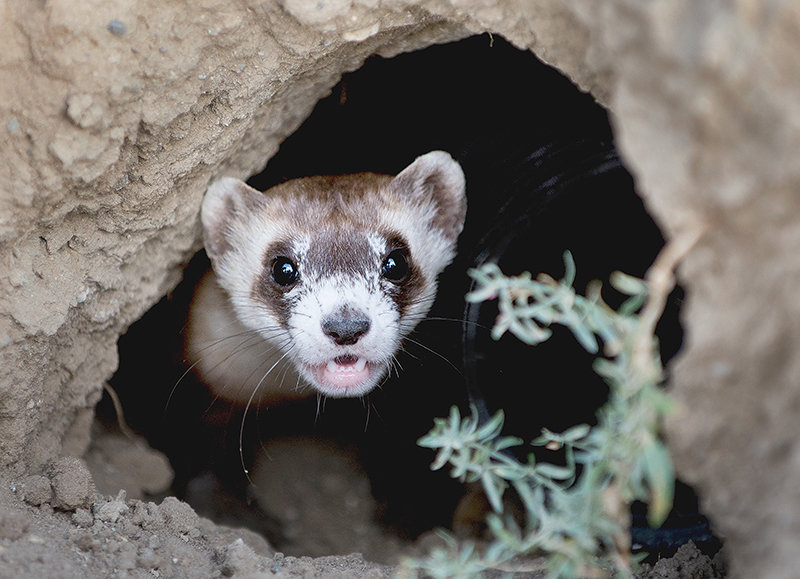 A black-footed ferret briefly peers from a prairie dog burrow before disappearing underground after being released on the Hogg ranch in one of several reintroduction attempts.