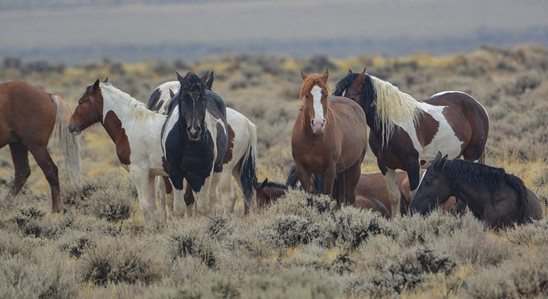 The Cody Bureau of Land Management office is asking for input from citizens on future wild horse management in the McCullough Peaks.