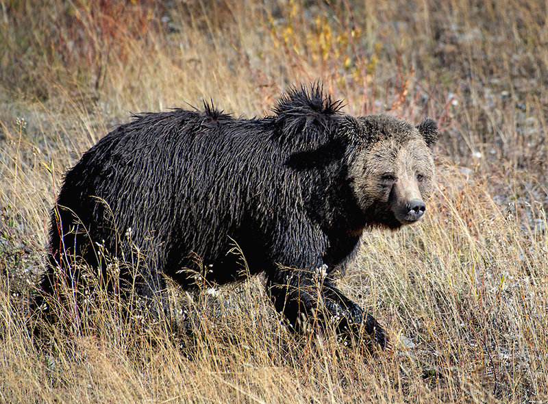 With more than 1,000 grizzly bears in the Greater Yellowstone Ecosystem&rsquo;s demographic monitoring area, the state of Wyoming has been working for years to have the species removed from the Endangered Species Act protections for state management.