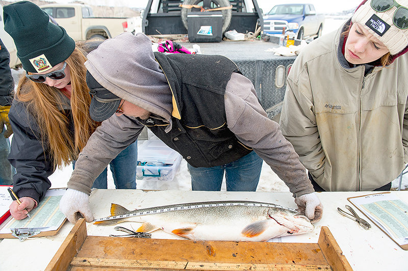 Kate and Zach Biaggi and Victoria Payne record the size of Fred Bronnenberg&rsquo;s massive lake trout, which was too big for the board so they had to break out a seamstress&rsquo; sewing tape to measure the fish from nose to tail. Bronnenberg&rsquo;s trout was the top fish caught during the 2023 Meeteetse Ice Fishing Derby.