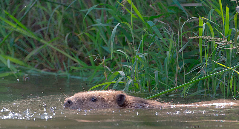 A beaver makes its way along the river banks. The species of large rodent was nearly hunted out of Wyoming and some considered them extinct in the state in the latter portions of the 1800s. Game and Fish biologists are working to reintroduce the species in areas where their natural activity &mdash; building dams &mdash; will help the habitat.