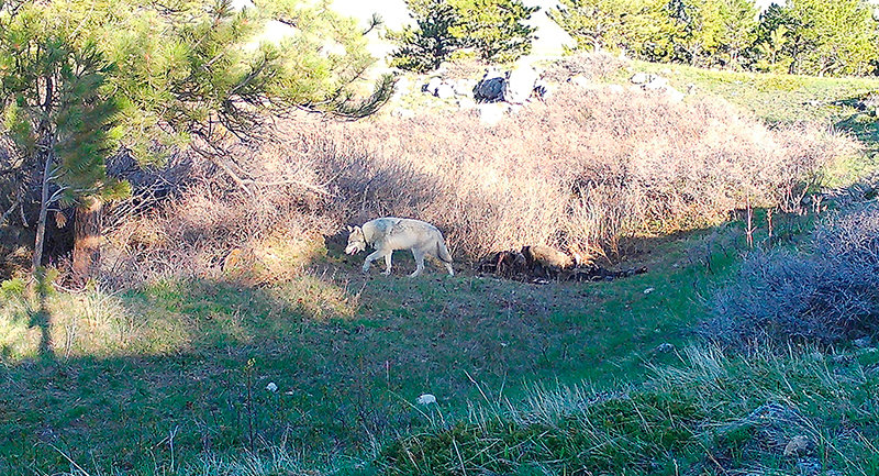 A collared male gray wolf is seen in a photo taken by a scout camera located in the northern Bighorn Mountains. The wolf was later identified for targeting sheep and goats near Horseshoe Bend and Crooked Creek outside the Bighorn Canyon National Recreation Area and lethally removed by Wildlife Services.