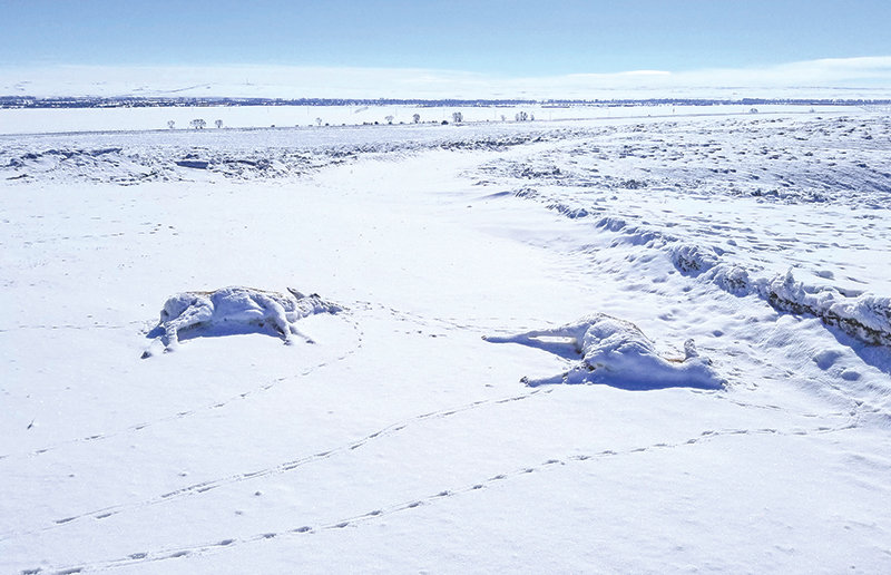 Pronghorn carcasses discovered near Pinedale, where an outbreak of pneumonia is killing hundreds of antelope, are shown. What role the harsh winter weather has played in the outbreak is hard to say, wildlife officials said. But they&rsquo;re certain the weather is killing fawns in one of Wyoming&rsquo;s largest mule deer herds.