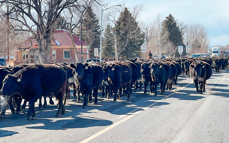 These black Angus bovines didn&rsquo;t kowtow to anyone &mdash;even cars &mdash; as they were herded down Main Street in Cowley on March 7. Many drivers politely pulled over to let the Crosby herd pass. Wyoming&rsquo;s congressional delegation recently made a successful push to give Wyoming ranchers more time to comment on a new USDA proposal regarding disease tracking.