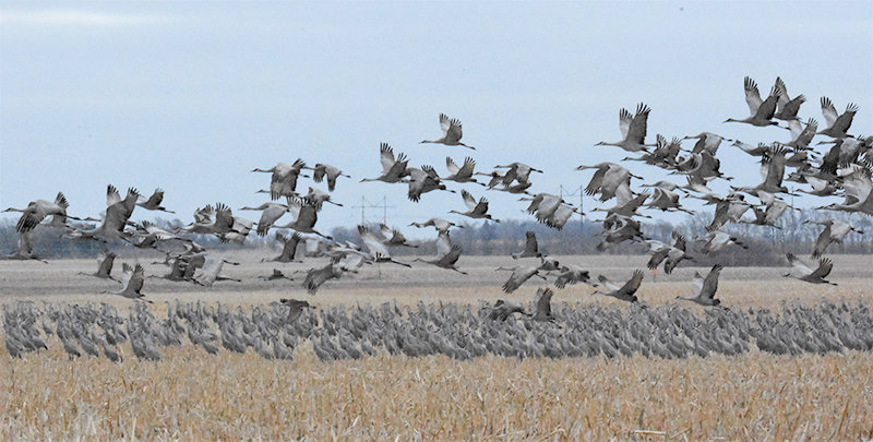 A relatively small area of the North Platte River in Nebraska hosts a massive migration of sandhill cranes every year.