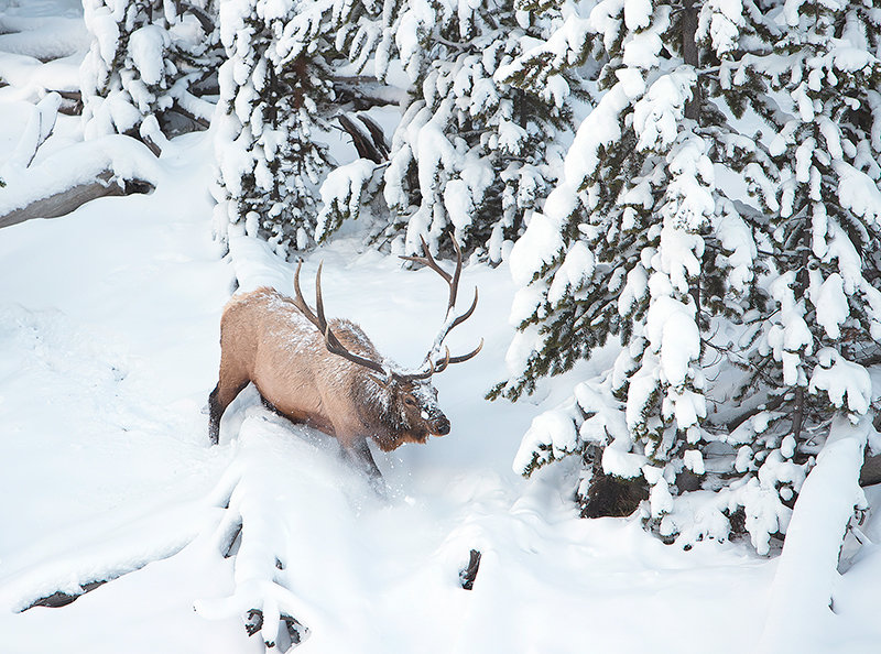 A bull elk makes his way through the snow near Obsidian Creek in Yellowstone National Park. It is illegal to collect antlers in the park, but just outside the boundaries, antler hunting rages at a fevered pitch. Soon, antler hunting in much of western Wyoming will be regulated by seasons and a conservation stamp will be required to be purchased by nonresidents seeking to collect them in the state.