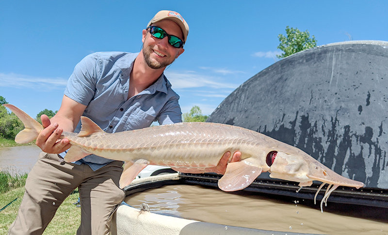 Joe Skorupski, in his element, posing with a sturgeon. Skorupski discusses Yellowstone cutthroat trout conservation at the April 6 Draper Museum Lunchtime Expedition at the Buffalo Bill Center of the West.