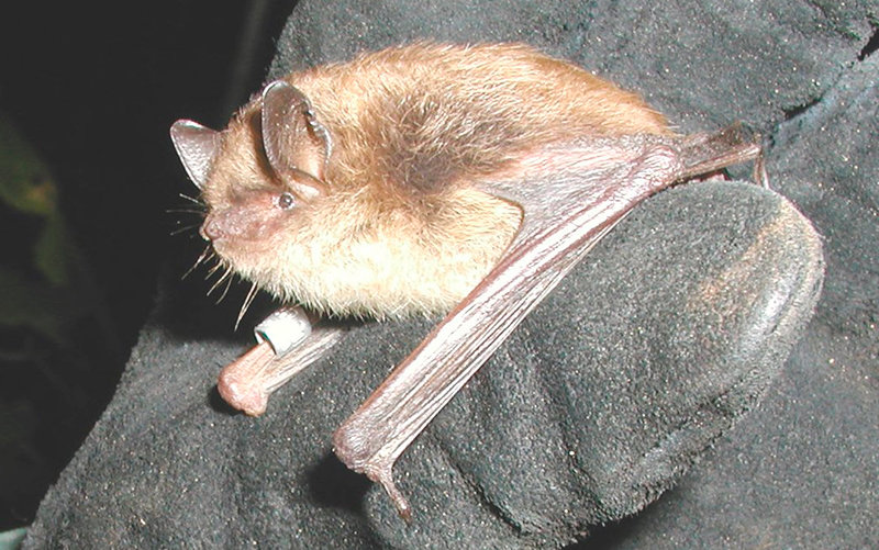 The northern long-eared bat was reclassified for federal protections from a threatened species to an endangered species largely due to white-nose syndrome, a disease that has been quickly killing bats across the U.S.