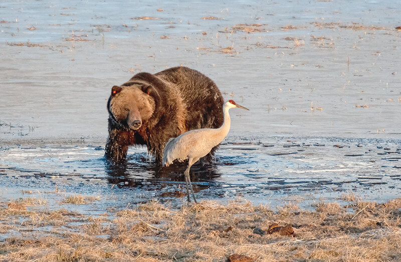 A grizzly boar and a greater sandhill crane hang out at Blacktail Pond in the north section of Yellowstone National Park Sunday at sunrise. The bruin was chewing on a winter-kill bison carcass nearby and came to the open section of water for an icy bath. The crane seemed unfazed by the visitor at the pond, often coming within a few feet of the burly apex predator. The National Park Week celebration begins April 22 with free admission to all national park properties. The East Entrance opens May 5 (weather permitting).