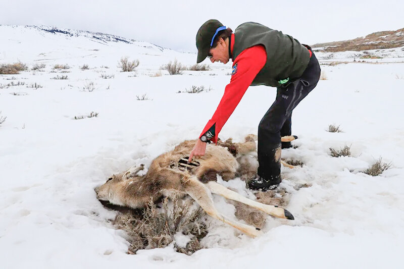 Wyoming Game and Fish Department wildlife biologist Gary Fralick inspects a doe mule deer carcass in winter 2022-&rsquo;23.