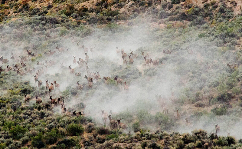 A large elk herd kicks up a cloud of dust as it evacuates a hillside on Little Mountain.
