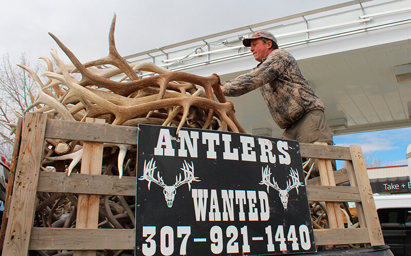 Jason House loads antlers on racks in his pickup, where they will be strapped down and secured. House said the loaded pickup, with signs on either side, is great for pulling in sellers.