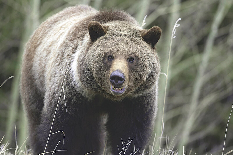 A grizzly bear in the Beartooth Mountain Range forages near the road, making for a nice surprise for visitors in the range on Mother&rsquo;s Day. The species is fully recovered according to state and federal officials attending the Yellowstone Ecosystem Subcommittee meeting at the Wyoming Game and Fish Department Cody office last week.