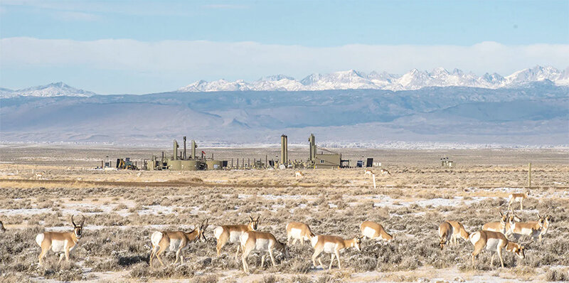 Pronghorn and drilling rigs on the Ultra Energy Field.