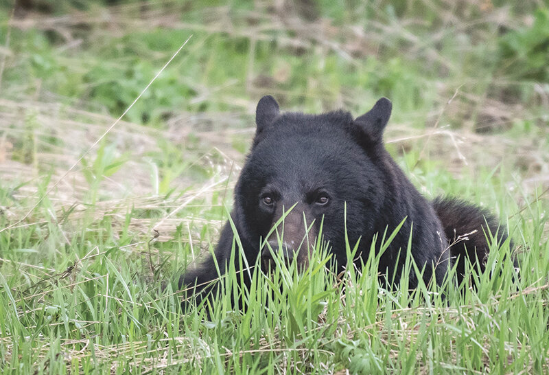 A black bear lies in the grass in Yellowstone earlier in the year. In the Bighorns, Forest Service staff are reminding visitors about ways to avoid attracting bears.