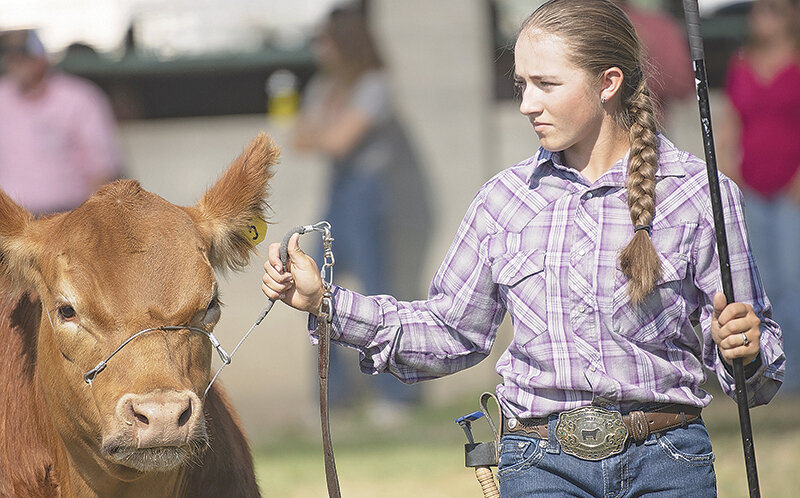 McKayla Prows leads a cow during last year&rsquo;s Park County Fair. Joe Bridges, the chairman of the sales committee, said that the number of steers for sale is higher than normal this year. This year&rsquo;s Park County Fair Junior Livestock Sale is set to begin at 1 p.m. July 29.