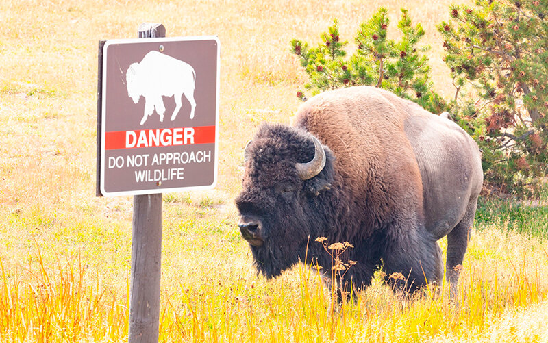 Yellowstone National Park requires people to stay 25 yards away from bison.