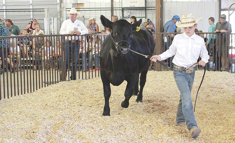 Dillon Daley confidently guides his steer around the arena during last year&rsquo;s Junior Livestock Sale.