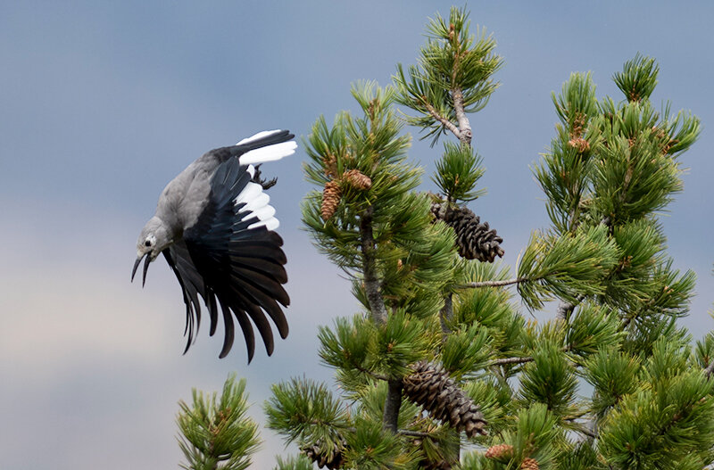 A Clark&rsquo;s nutcracker forages for whitebark pine cone seeds in the Shoshone National Forest. The species is credited for helping to replant the forest with the seeds of the threatened tree species as they collect and hide the seeds across the landscape. The National Park Service is receiving much-needed funds to conserve the species.