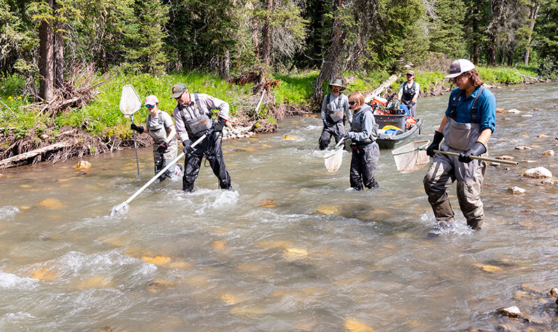 Yellowstone National Park fisheries crew members electroshock for Yellowstone cutthroat trout along Soda Butte Creek in the northeast corner of the park during the most recent leg of the Soda Butte Creek native fish restoration project.