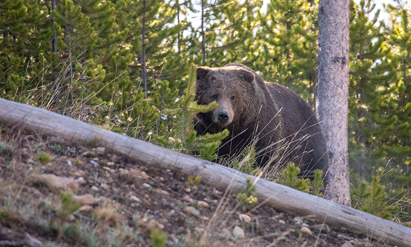 A grizzly bear forages inside the Greater Yellowstone Ecosystem (GYE). When the predators run into conflicts, wildlife managers will attempt to move them to new habitat, giving them a chance at a new life. Eight grizzlies have been removed from the ecosystem so far this year for receiving food rewards or feeding on livestock. There are about 1,000 grizzlies in the GYE, according to the U.S. Fish and Wildlife Service.
