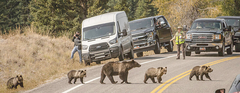 Well-known Grizzly 399 crosses the road with her four cubs she birthed in 2020. She emerged from hibernation with one cub this winter.