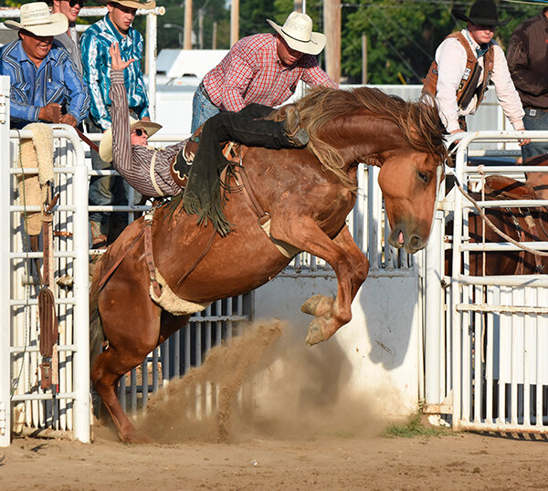 A rider breaks out of the chutes in the third and final go-round at the annual PRCA Oregon Trail Rodeo in Hastings, Nebraska.