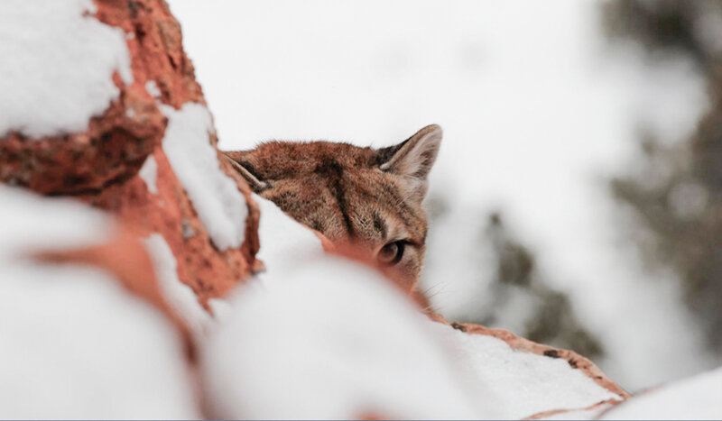 A mountain lion peers past a rockwall in the Casper area in this photo captured by Wyoming Game and Fish Department biologist Justin Binfet.