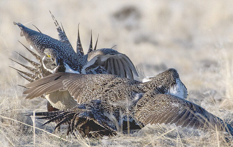 Male greater sage grouse fight for territory at a lek in the Big Horn Basin. About 15% more grouse participated in the spring mating ritual this year, according to the Wyoming Game and Fish Department.