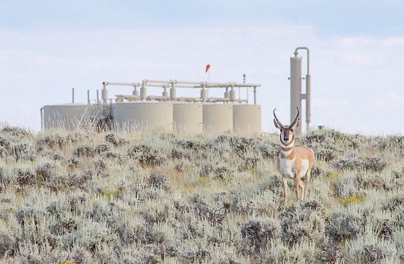 A pronghorn sizes up an intruder in its habitat within the confines of Jonah Energy&rsquo;s Normally Pressured Lance gas field in August 2023.
