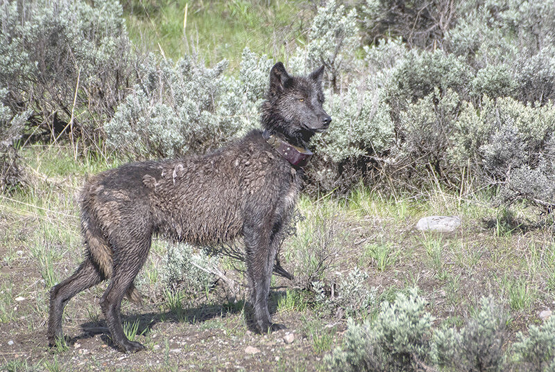 A collared wolf is shown moving with its pack recently near the northern Yellowstone National Park boundary. Studying wolves and their role in the ecosystem has been made more difficult as Montana hunters, including Gov. Greg Gianforte, have recently killed several radio-collared wolves just outside the park in Montana.