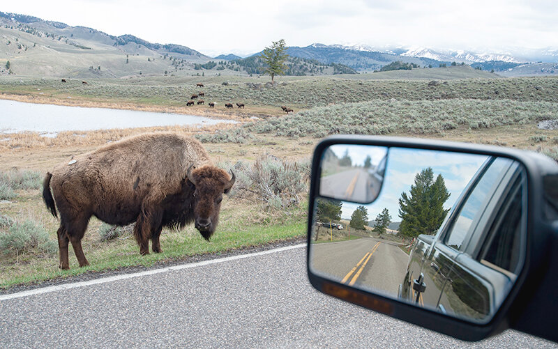 A bison walks along the road near Hayden Valley in Yellowstone National Park. The 2023 attendance at the world&rsquo;s first national park places this year (through September) as the second busiest year in the 150-year history of the park.
