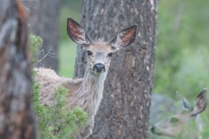 Mule deer perk up their ears as hikers (with cameras) move through the area. As outdoor recreation continues to increase, the impact on wildlife and habitat could be the downside in having more people in wilderness and public access areas across the state.