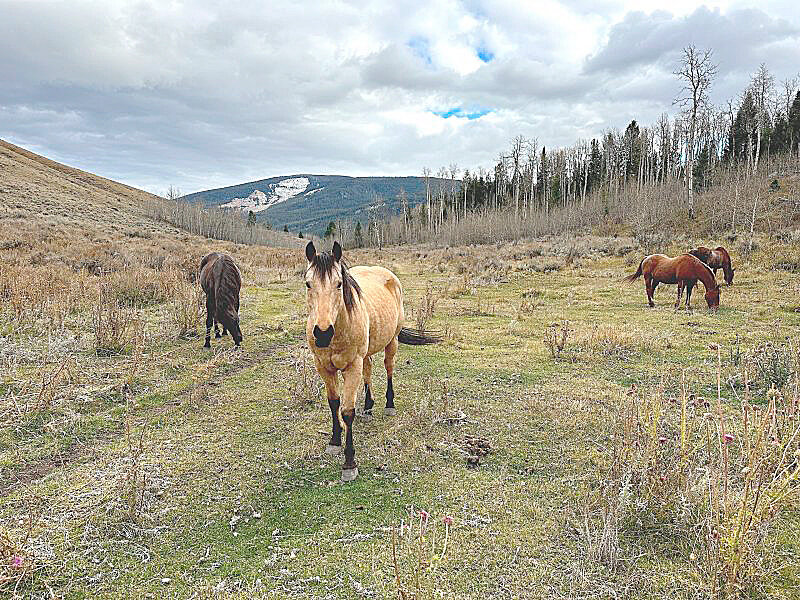 Domestic horses graze the east end of the Kelly Parcel, a 640-acre tract of state school trust land within the borders of Grand Teton National Park. Elk, mule deer, pronghorn and bison all pass through the state&rsquo;s square-mile lot during their seasonal migrations.