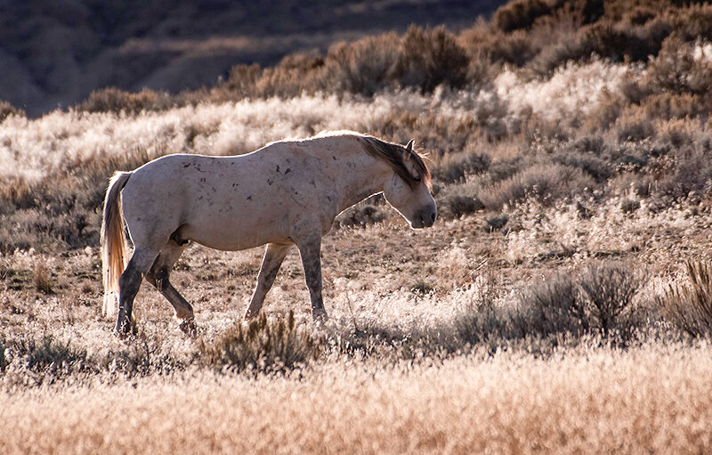 The Bureau of Land Management has started a bait trap gather program intending to capture 80 horses in the McCullough Peaks Wild Horses Management Area and remove 41 of those for adoption.