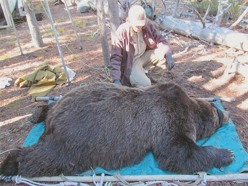 At 712 pounds and 41% body fat, Grizzly 566 was in extraordinary condition when Yellowstone National Park biologists handled the male bruin in October 2023.
