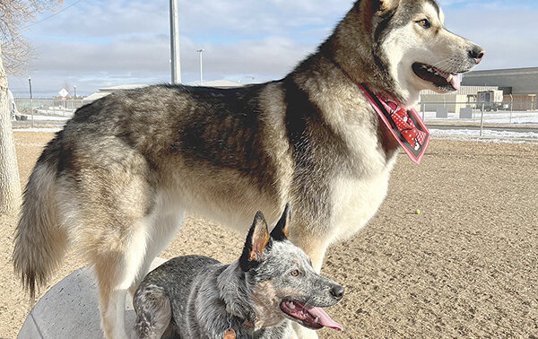 Malamute blue heeler store mix