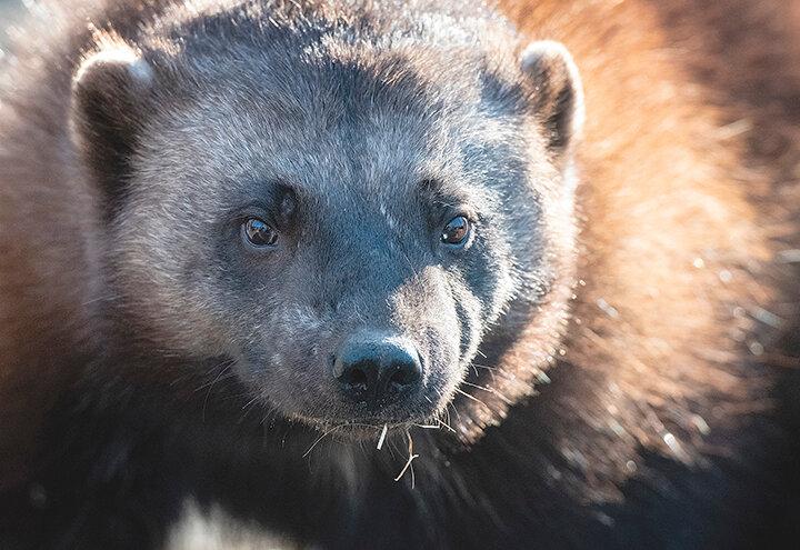 Ahmari, a female wolverine at ZooMontana in Billings, gave birth to the zoo&rsquo;s first litter earlier this year. The zoo is part of a European Association of Zoos and Aquariums breeding program, intended to save genetically pure lines of the predator.