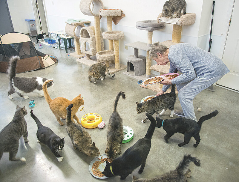 Elfriede Milburn, who founded the Moyer Animal Shelter 27 years ago, helps feed the dozens of cats available at the shelter for adoption. The shelter is running out of space to take new animals and few families are coming in to adopt, Milburn said.