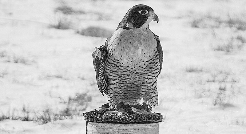 Hayabusa, a peregrine falcon with the Draper Museum Raptor Experience, enjoys a cold winter day.