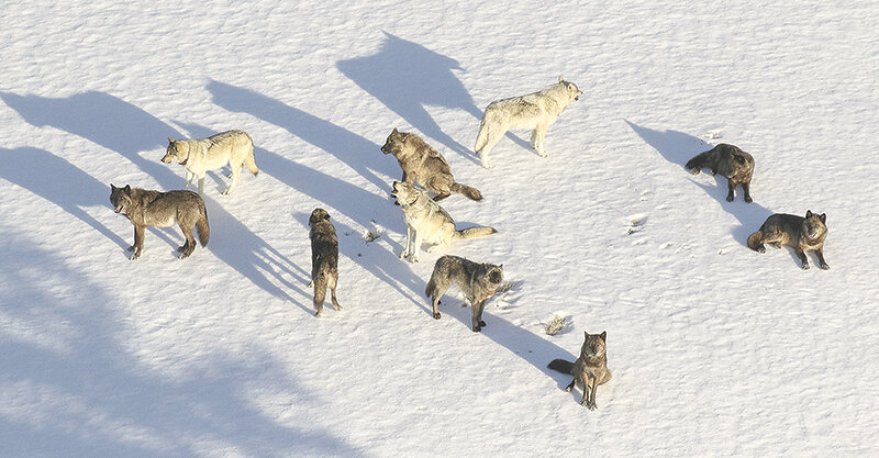 The Junction Butte wolf pack, photographed from above during a wolf study in Yellowstone National Park, moves through the snow. Wolves crossing the park&rsquo;s borders can be legally shot in bordering states, but management of the species is under scrutiny of federal agencies tasked with conservation of gray wolves.