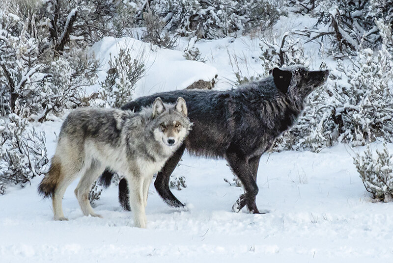Wolves wander through the northern part of Yellowstone National Park. A recent effort to regain federal protections for the species was denied by the U.S. Fish and Wildlife Service calling further protections &lsquo;not warranted.&rsquo;