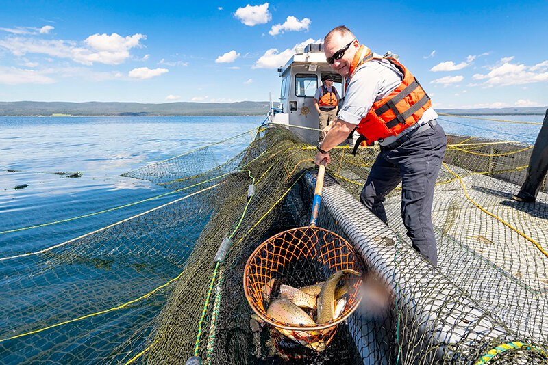 Yellowstone National Park Superintendent Cam Sholly nets Yellowstone Lake cutthroat trout for tagging in August 2023.